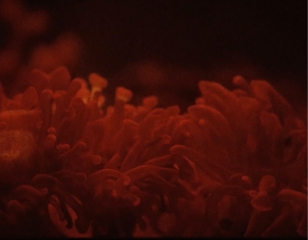 The End Of Suffering (A Proposal)
